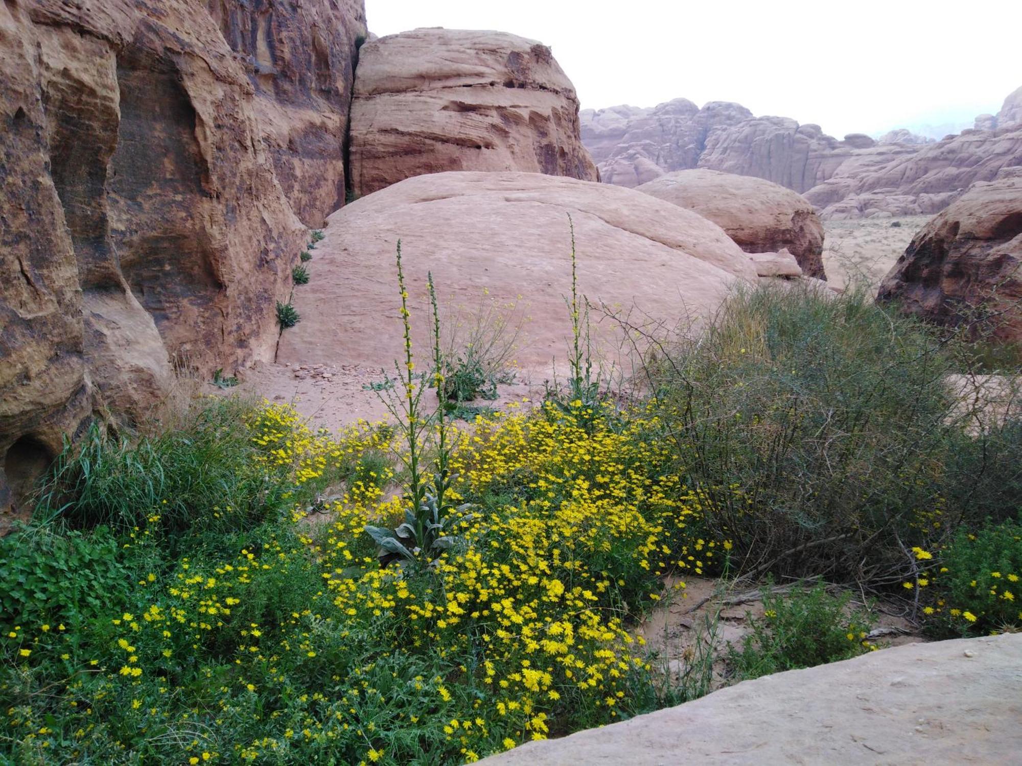 Welcome To Wadi Rum Camp Exterior foto